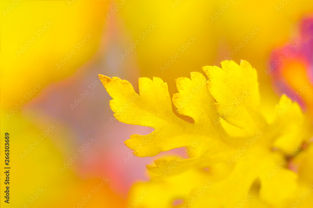 Yellow autumn leaf on a yellow background with copy space. Autumn theme Yellow autumn leaf on a yellow background with copy space. Autumn theme