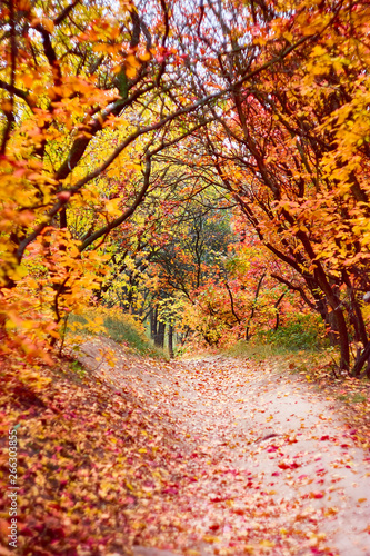 Pathway throught the autumn trees. Autumn park with red and yellow leaves on the bushes and trees. © baklykovadaria