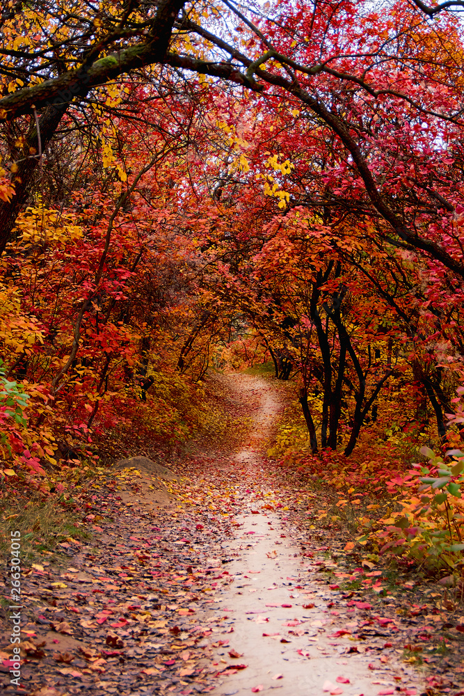 Naklejka premium Pathway throught the autumn trees. Autumn park with red and yellow leaves on the bushes and trees.