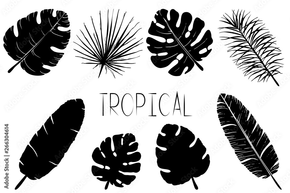 Set of black and white palm leaves. Isolated silhouettes of tropical plants on white background. Set of black and white palm leaves. Isolated silhouettes of tropical plants on white background.