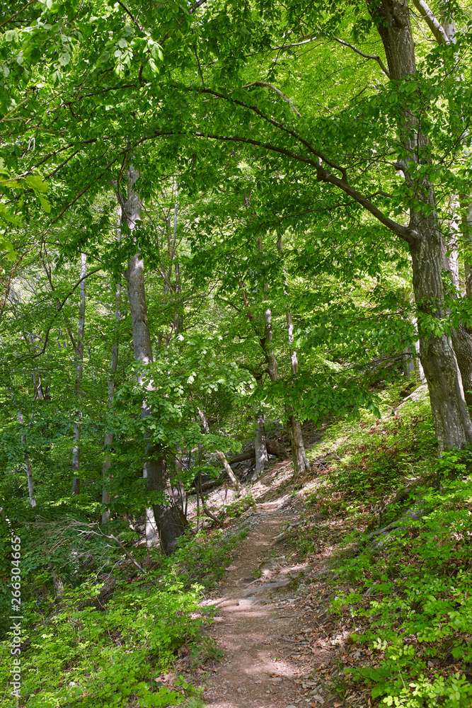 Hiking trail in the mountain forest Hiking trail in the mountain forest