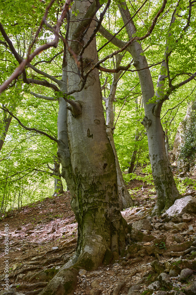 Hiking trail in the mountain forest Hiking trail in the mountain forest