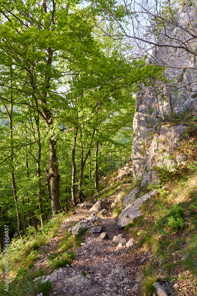 Hiking trail in the mountain forest Hiking trail in the mountain forest