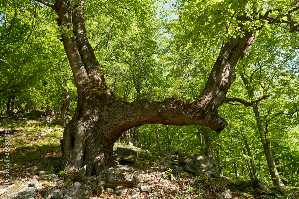 Hiking trail in the mountain forest Hiking trail in the mountain forest