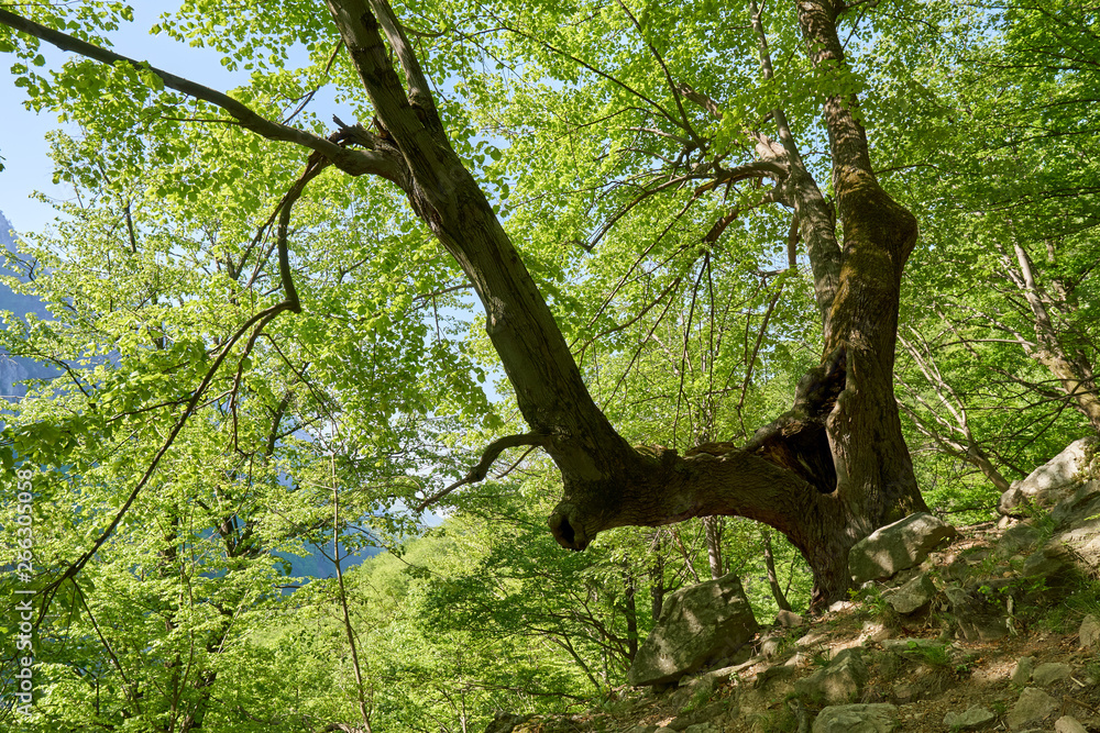 Fototapeta premium Hiking trail in the mountain forest