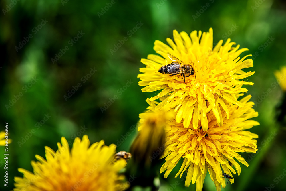 Working bee collects pollen on a yellow dandelion. Working bee collects pollen on a yellow dandelion.