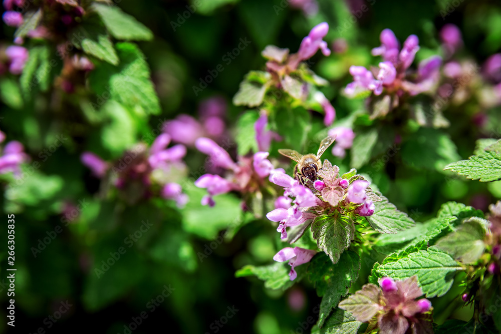 Bee collects pollen from flowers in the meadow. Bee collects pollen from flowers in the meadow.