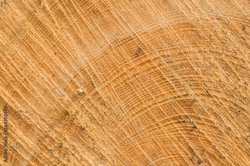 Beech (Fagus sylvatica) wood texture. Interesting abstract background. Beech (Fagus sylvatica) wood texture. Interesting abstract background.