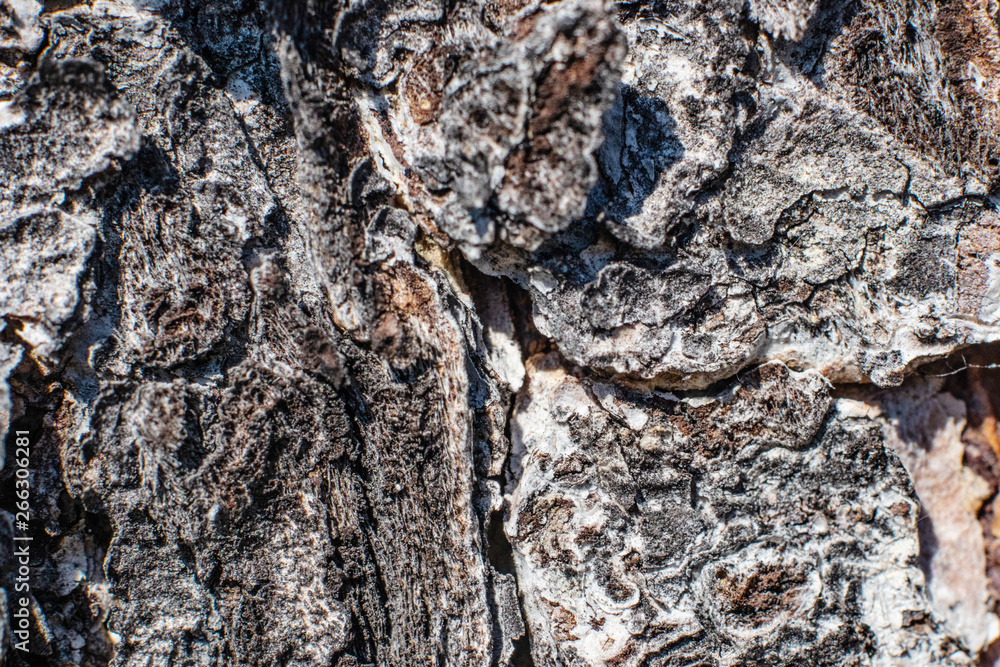 Tree bark close up. Macro photo, abstract background. Tree bark close up. Macro photo, abstract background.
