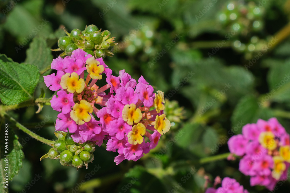 lantana flower blooming in the color violet and yellow on canary islands - Lantana camara lantana flower blooming in the color violet and yellow on canary islands - Lantana camara