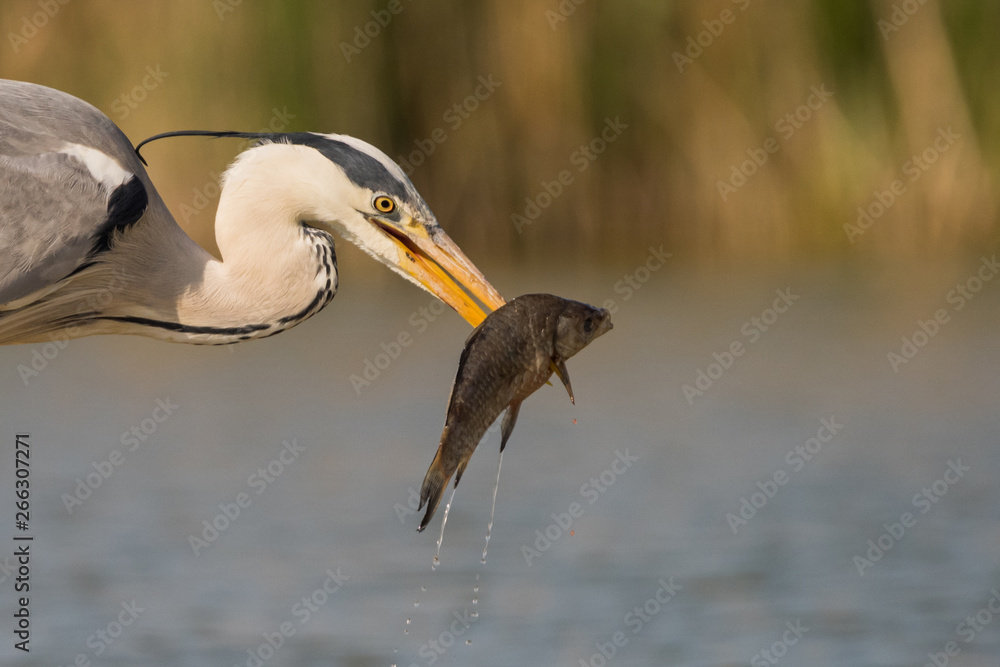 Grey heron has caught the fish in swamp. Bird behavior in natural habitat.