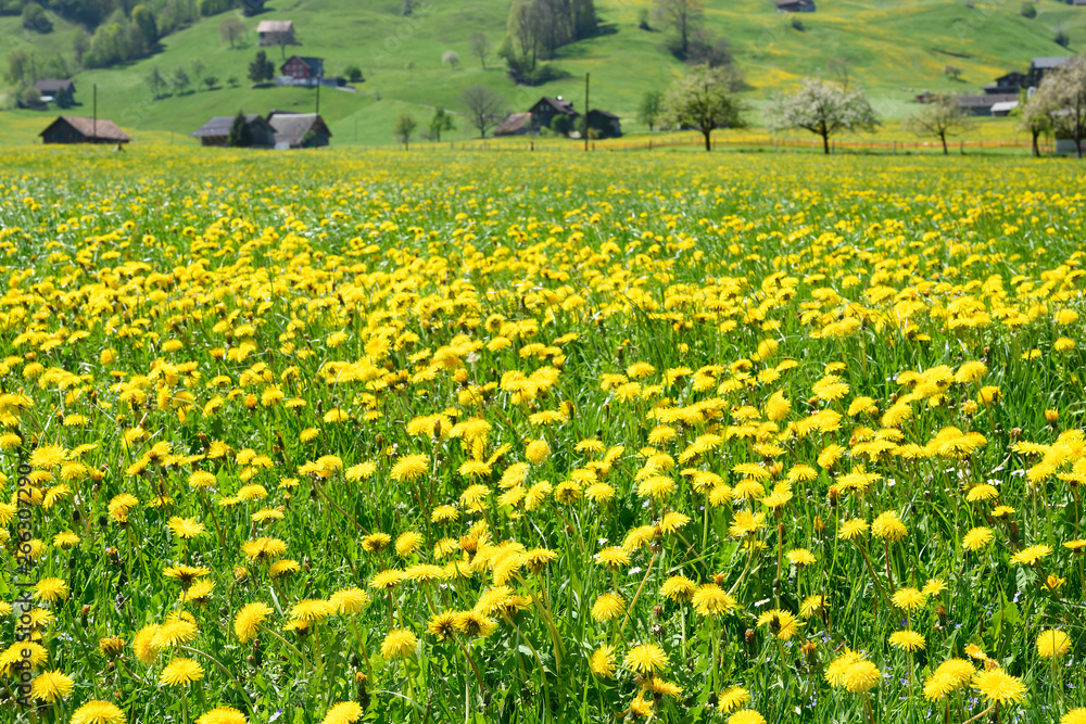 Obraz premium Löwenzahnwiese mit Bauernhöfen, bei Dallenwil, Nidwalden, Schweiz