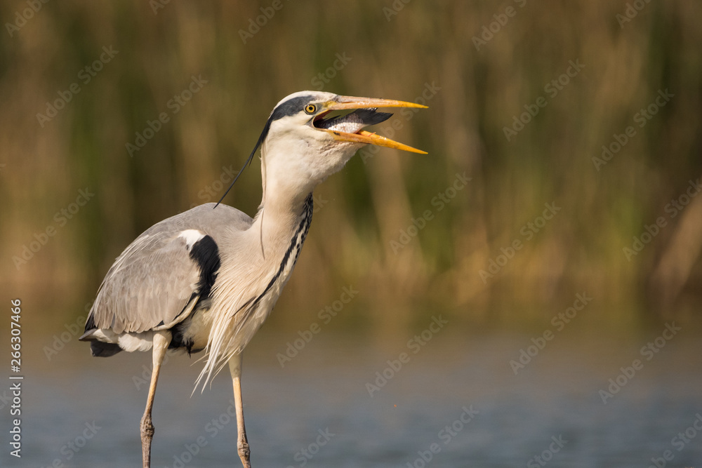 Obraz premium Grey heron is eating the fish. Bird behavior in natural habitat.