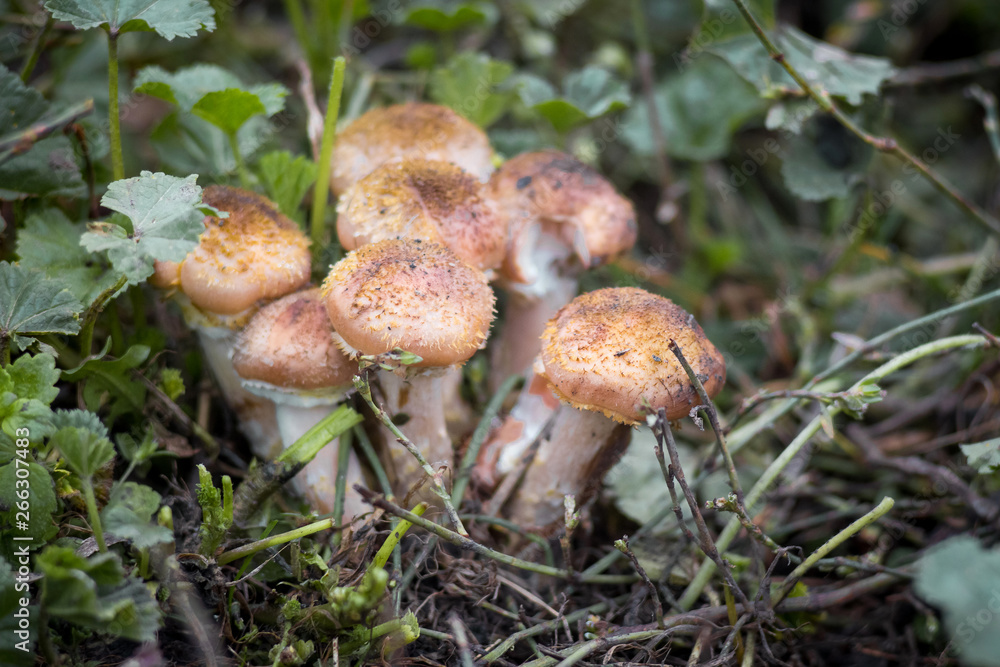 Close-up of edible mushrooms (honey agarics) among grass on a dark background_ Close-up of edible mushrooms (honey agarics) among grass on a dark background_