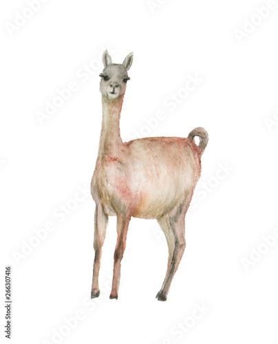 Watercolor painting white llama isolated on white