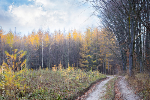 The road leading to the autumn forest. Autumn landscape with forest_