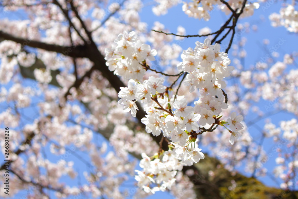 満開の桜 日本の春