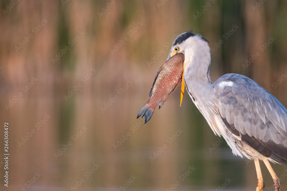 Grey heron is eating the fish. Bird behavior in natural habitat. Grey heron is eating the fish. Bird behavior in natural habitat.