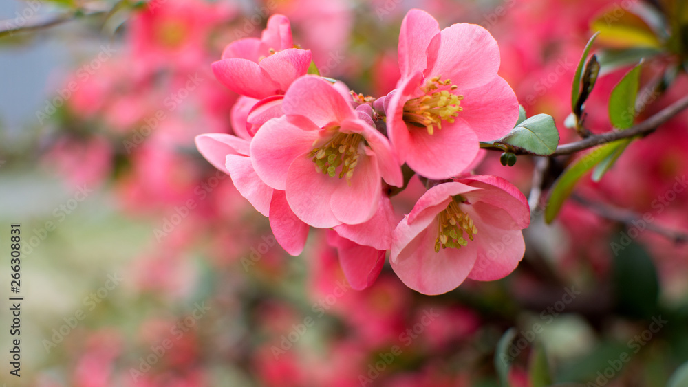 beautiful pink flowers with buds bloomed on a bush in early spring beautiful pink flowers with buds bloomed on a bush in early spring