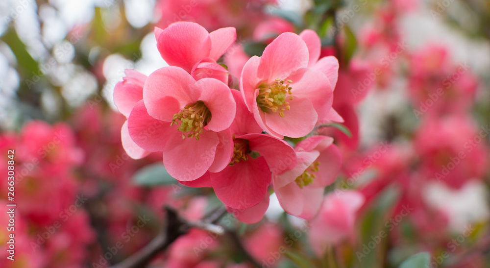 Obraz premium beautiful pink flowers with buds bloomed on a bush in early spring