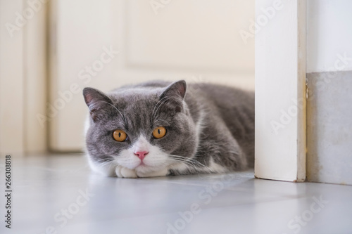 British shorthair cat lying on the floor