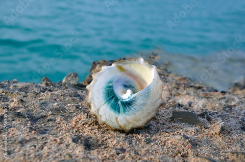 Blue seashell against the blue sea.