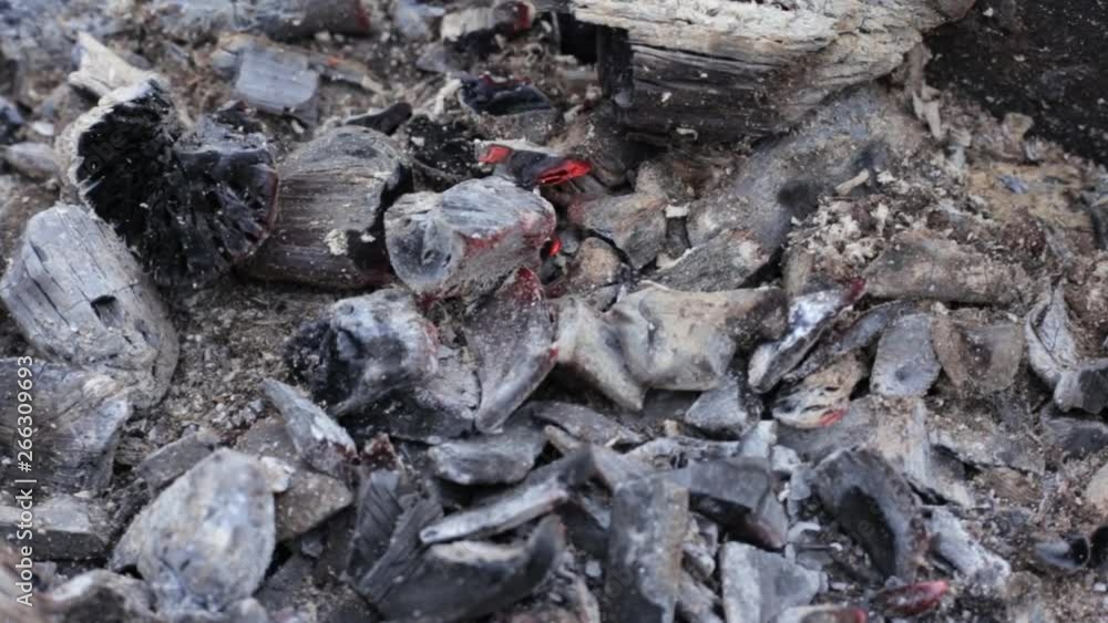 Forest fire burning, Wildfire close up at day time. bonfire Forest fire burning, Wildfire close up at day time. bonfire