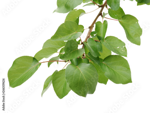 Wallpaper Mural Leaves of apricot isolated on white background Torontodigital.ca