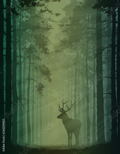 deer in the forest