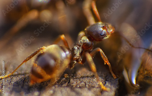 Ants at water droplet. Macro shot of Black ants near the anthill. Lasius niger ants  © sergeialyoshin