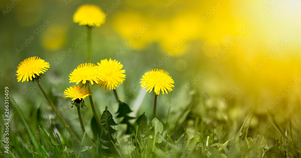 Edible fresh yellow blowball dandelion flowers, spring, summer - obrazy, fototapety, plakaty 