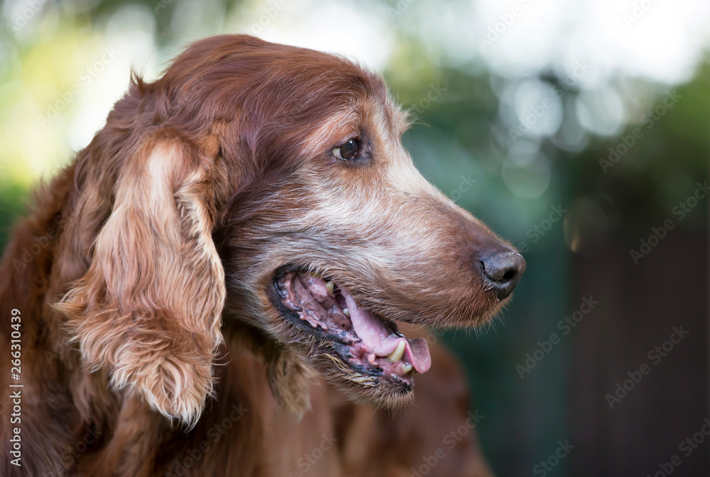 Face of an old beautiful Irish Setter pet dog as panting in summer