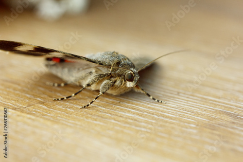 night butterfly with colored orange wings close-up indoor. macro crawling insect on wooden rustic table top view