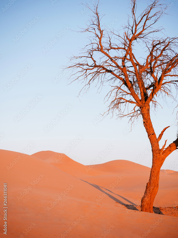 Beautiful dead tree in desert with sunset light and clear sky. Dubai - Abu Dhabi Beautiful dead tree in desert with sunset light and clear sky. Dubai - Abu Dhabi