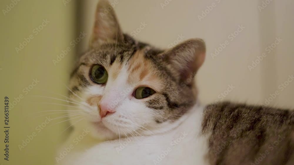 White cat with a red spot on the face. White cat with a red spot on the face.