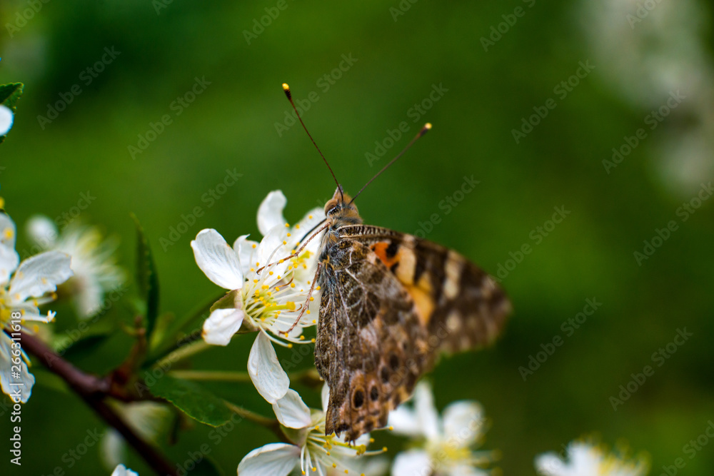 beautiful, colorful butterfly collects pollen from cherry blossoms with its proboscis