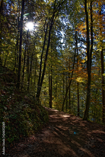 Herbstwald mit Weg und Sonnenstrahlendurch die Blätter