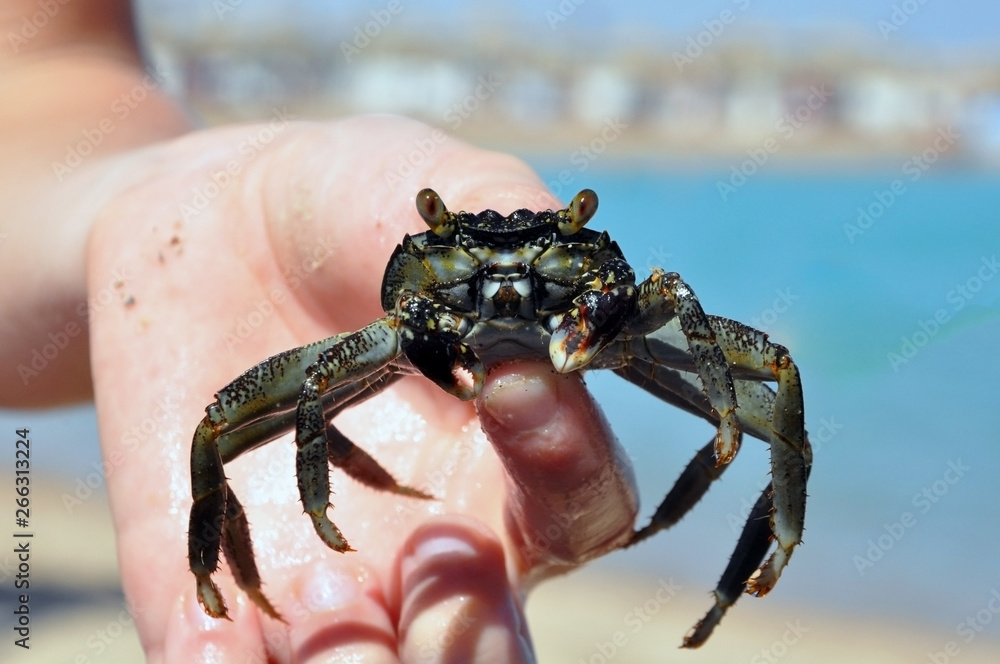 Obraz premium Crab in the hands of a boy.