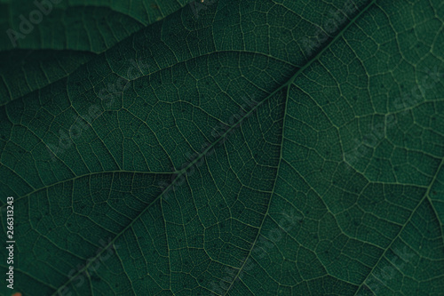 Beautiful green leaf background. Macro view.