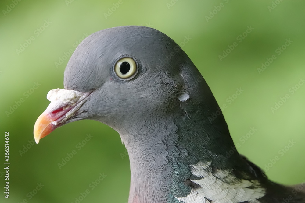 Pigeon