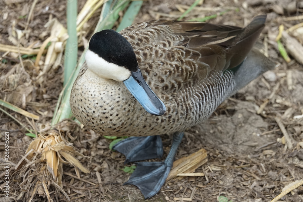 Duck