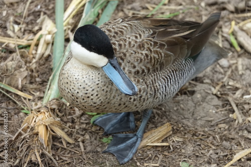 Obraz na płótnie Duck w salonie