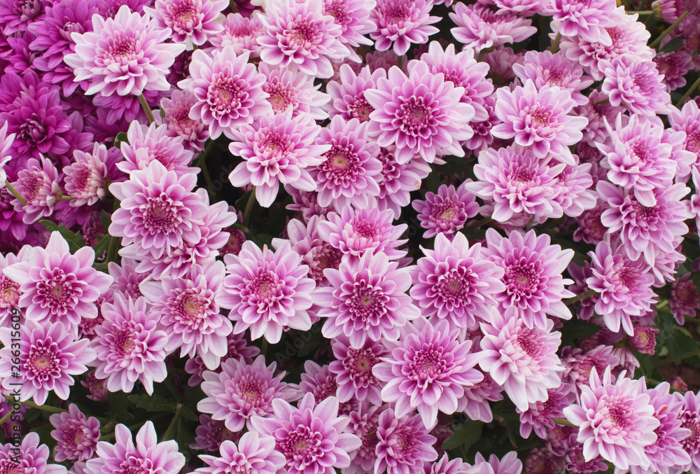 Close up of  Purple white and pink Chrysanthemum daisy flower, Beautiful huge bouquet of Chrysanthemum floral botanical flowers and  Colorful background pattern blooming flowers, top view - Image