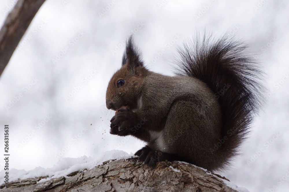 Red Squirrel cracking walnut in wood in hokkaido, Japan クルミを割るエゾリス 北海道 Red Squirrel cracking walnut in wood in hokkaido, Japan クルミを割るエゾリス 北海道