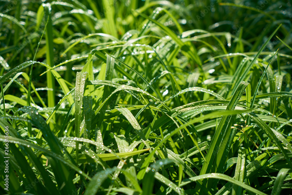 Green grass close up and water drops Green grass close up and water drops