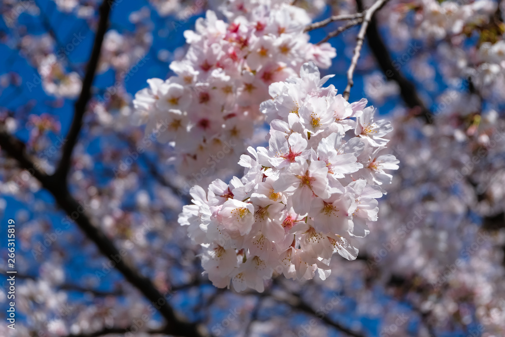 Obraz premium 桜 花びら ソメイヨシノ 聖蹟桜ヶ丘 いろは坂桜公園