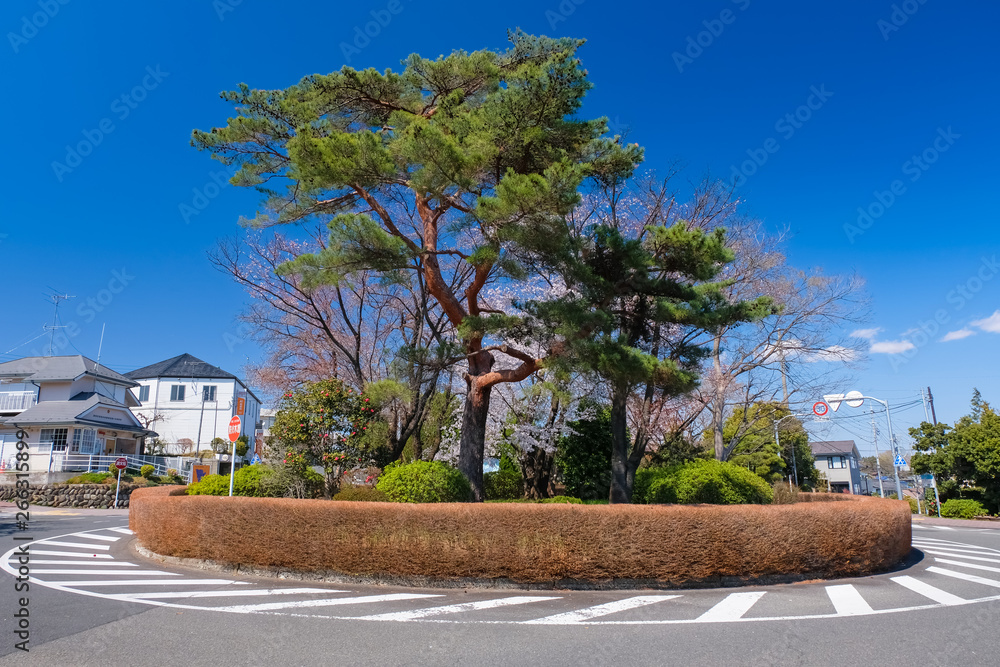 Obraz premium 多摩市 春の桜ケ丘ロータリー（聖蹟桜ヶ丘）
