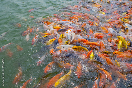Tilapia and Koi fish/Fancy carp fish swimming waiting for food in the pond.
