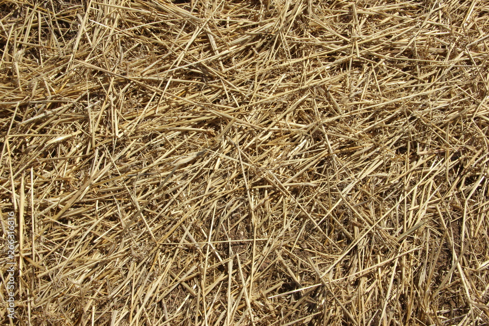 Background texture. Straw on a sloping field in spring Background texture. Straw on a sloping field in spring