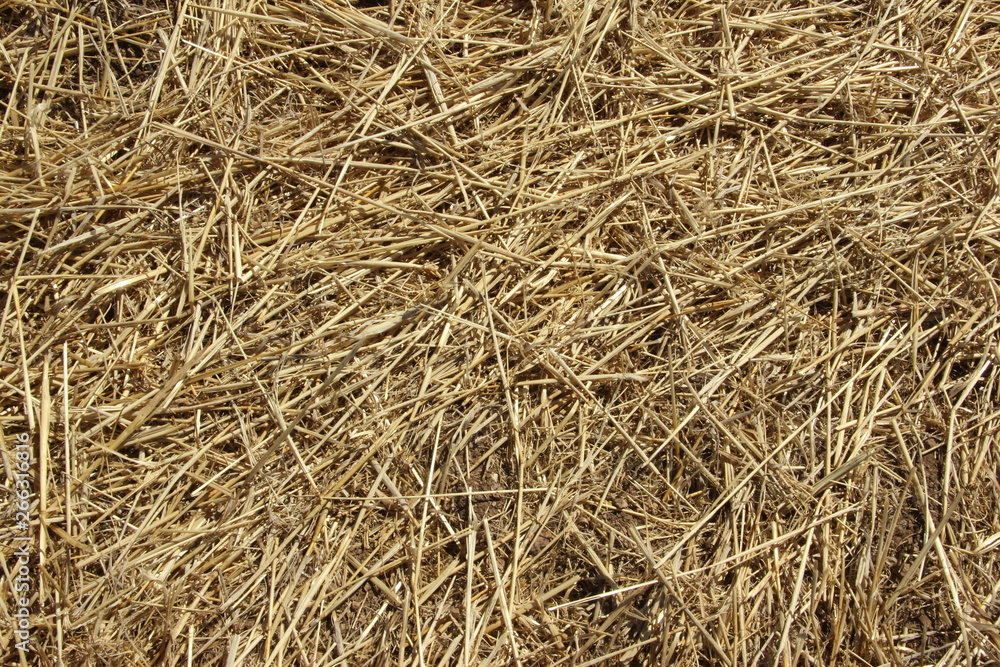 Background texture. Straw on a sloping field in spring